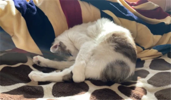 What causes cats to wet the bed?