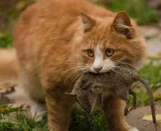 Where have all the stray cats gone? It's cold outside.