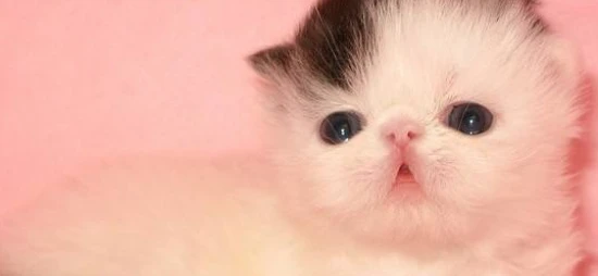 What should you pay attention to when bathing a Persian cat?