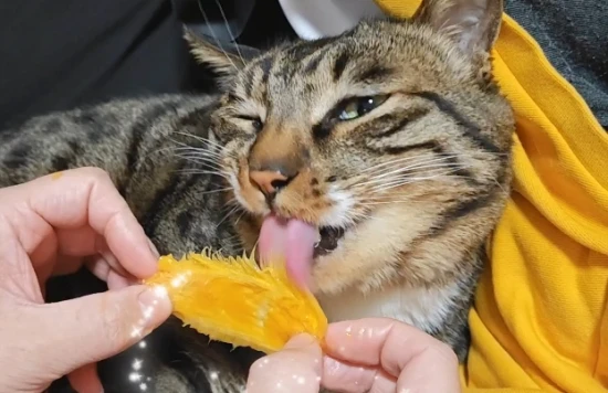 Can cats eat mangoes?