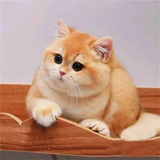 Why does Garfield sneeze?