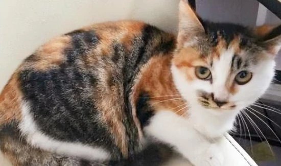 Why do kittens always like to drink water from the toilet?