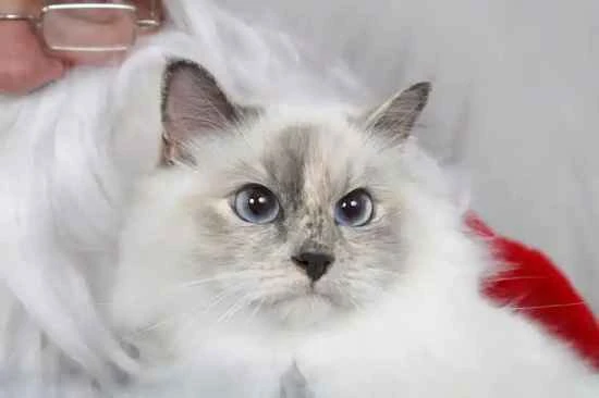 What is black chin in cats and why do cats get black chin?