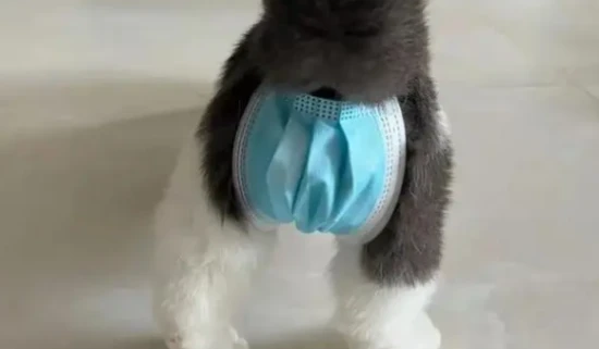 What happens to cats that are spayed/neutered and then released back into the wild?