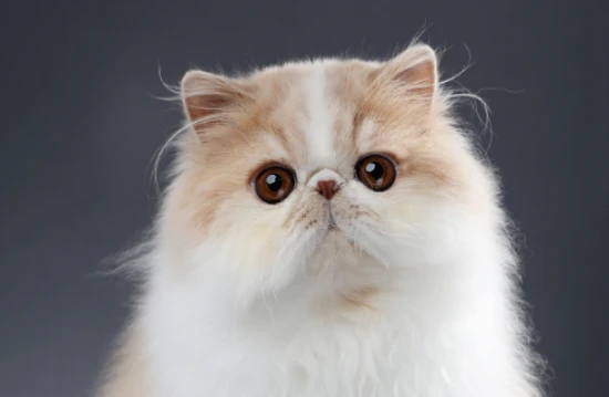 How to remove tear stains from cats?