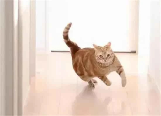 Why is my cat suddenly acting like it's gone crazy, running around the house like it's gone mad?