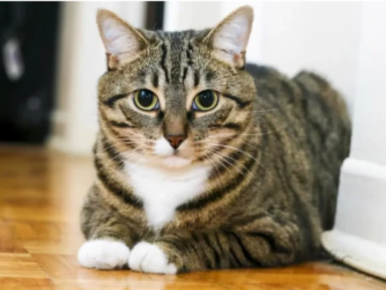 How does a tabby cat recognize its owner?