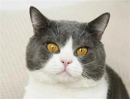 100 Questions for First-Time Cat Owners: Reflections Before Getting a Cat, and the Commitment to Never Abandon Your Pet.