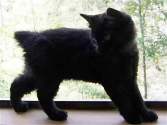 What does a black cat with a broken tail mean?