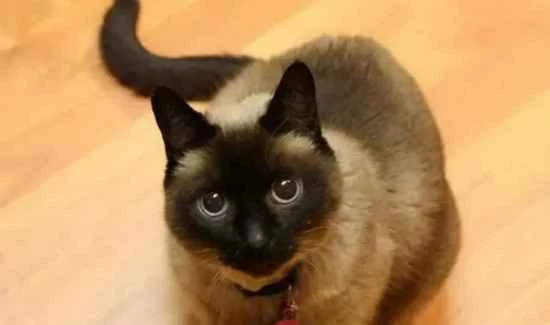 Why do kittens like to bite people's hands?