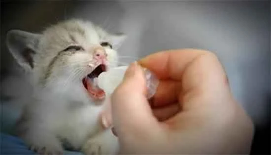 How to feed a 2-month-old kitten 2个月的小猫怎么喂养