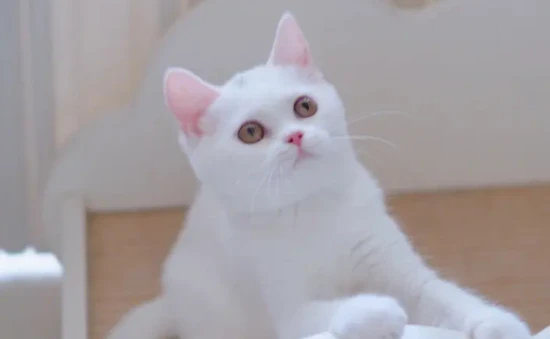 Do cats of different colors and breeds have different personalities?