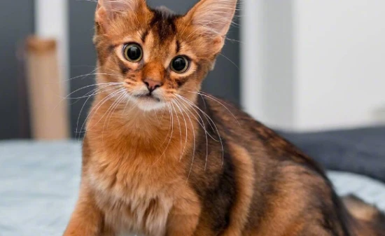 Somali cat food taboos