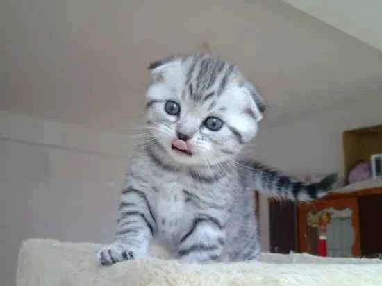 What are some reasons why cats are picky eaters?