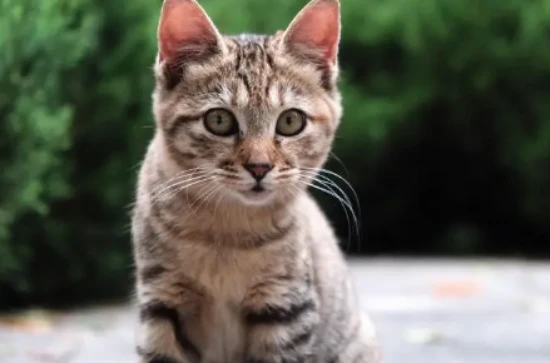 Will cats attack people while they are sleeping?