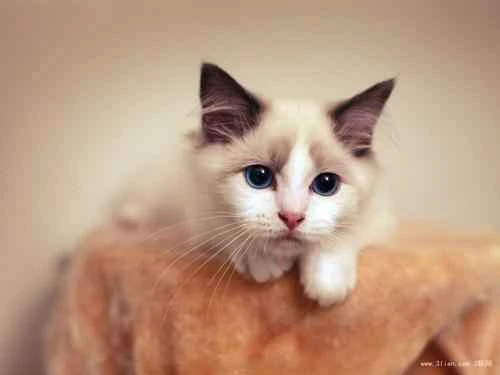 Can cats drink soy milk?