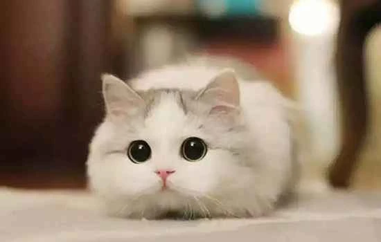 How to clean a cat's black chin and what to do about a cat's black chin