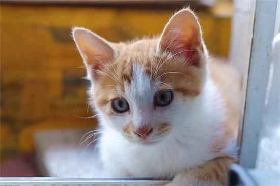 Why does my cat keep sneezing?