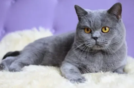 “比狗还忠诚”的5种猫，一生只认一个主人！