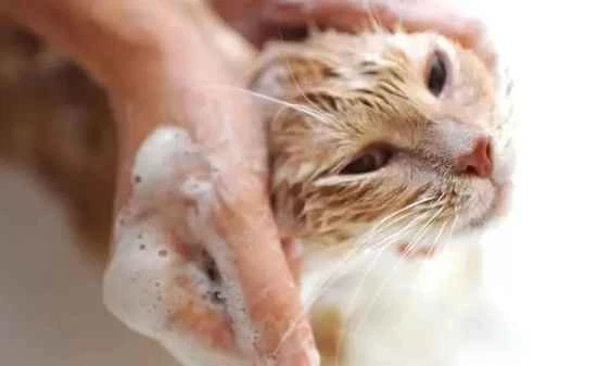 Why cats shouldn't be bathed too often.