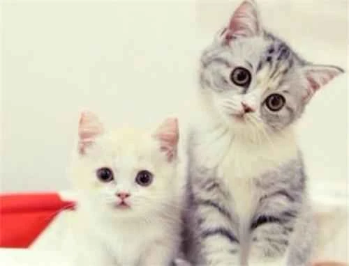 How to deal with your cat's smelly feet and prevent that peculiar odor from keeping you company all night?