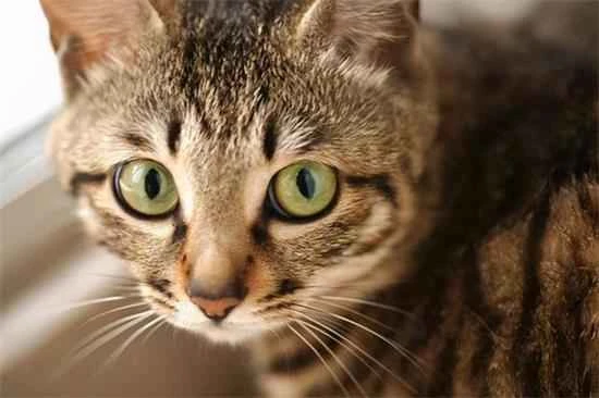 How old should a cat be before it can be dewormed? Introduction to cat deworming schedules