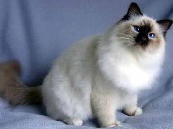 Why does a cat's nose turn white? Reasons for a cat's nose turning white.