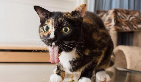 Four methods to quickly induce vomiting in cats