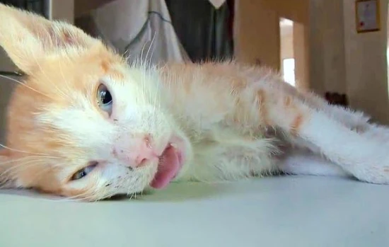 The cat suddenly twitched and drooled, then was fine.