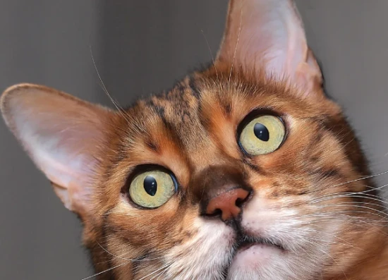 Why are a kitten's pupils vertical?