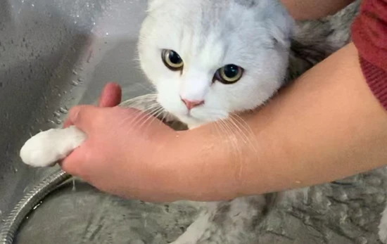 How do pet stores bathe cats?