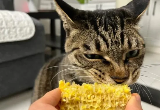Can cats eat corn?