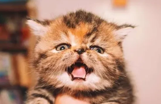 Springtime kitten season: What to do if you find a stray kitten?