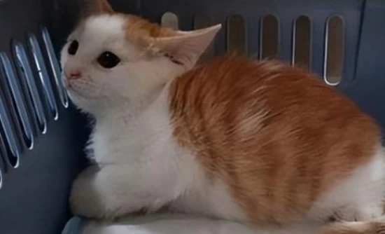 领养猫要注意什么？猫咪到家要做好这几点