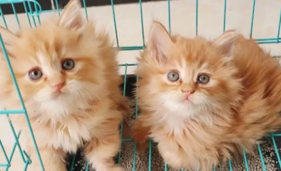 How to make your cat's fur softer and shinier