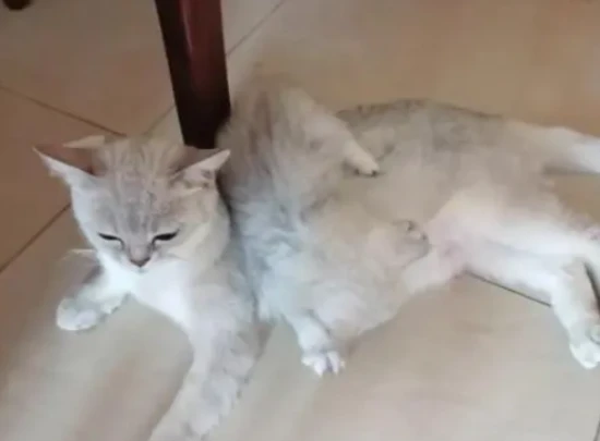 When do kittens wean?