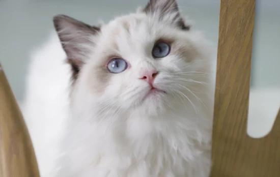 What medicine can I give my cat to prevent shedding?