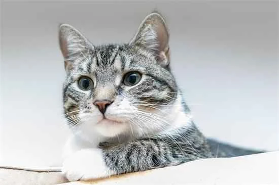 Why do cats know to use the litter box?