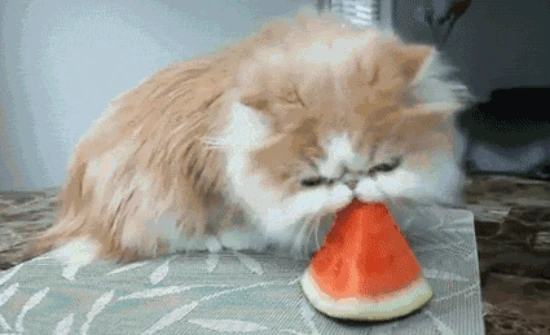 Can cats eat fruit?