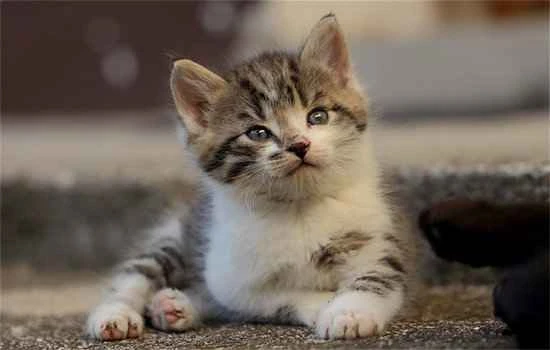 Can probiotics solve constipation problems in cats?