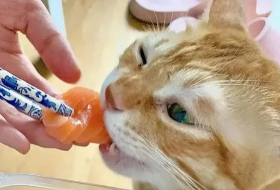 Foods that reduce shedding in cats