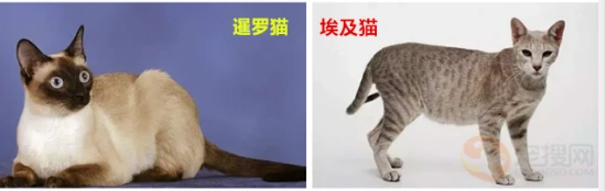 Are Siamese cats Egyptian cats?