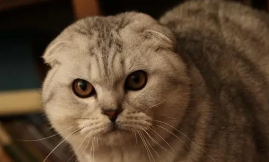 Advantages and disadvantages of Scottish Fold cats