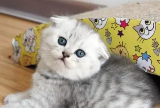 What to do if your cat doesn't like to drink water? Have you done these things?