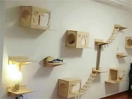 缓解猫与猫之间紧张关系的8个技巧