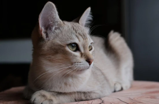 What foods can help cats avoid hairballs?