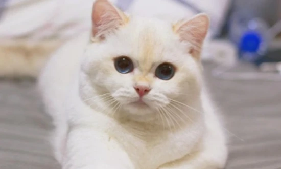 How to improve a cat's fur?