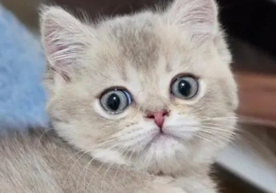 How to feed a kitten