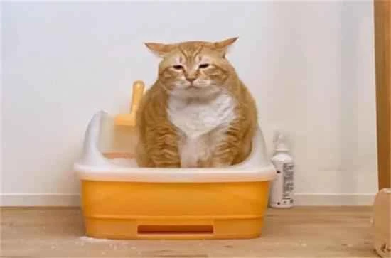 What are the symptoms of constipation in cats?