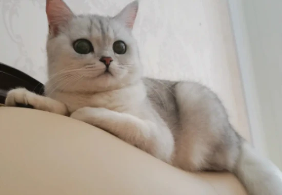 Why are some parts of the fur of a silver shaded cat yellowish?